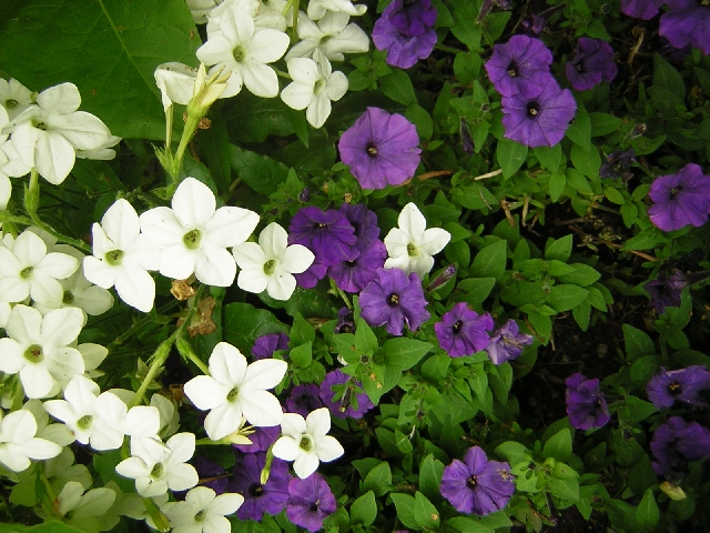 Wedding reception - pretty flowers
