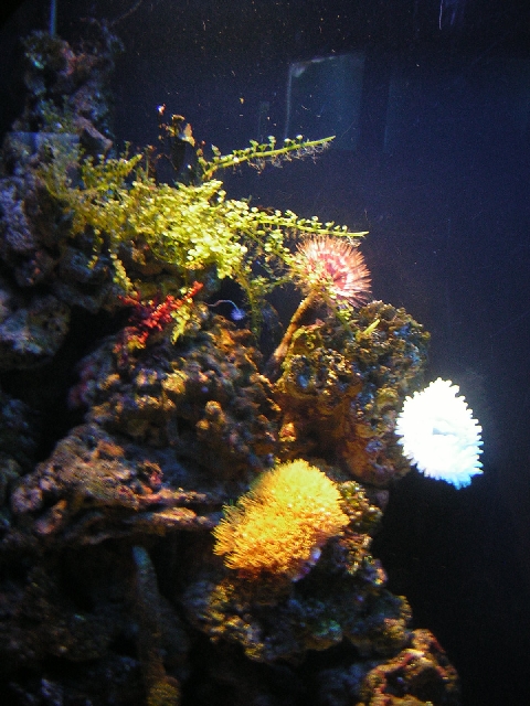 Stockholm - aquarium