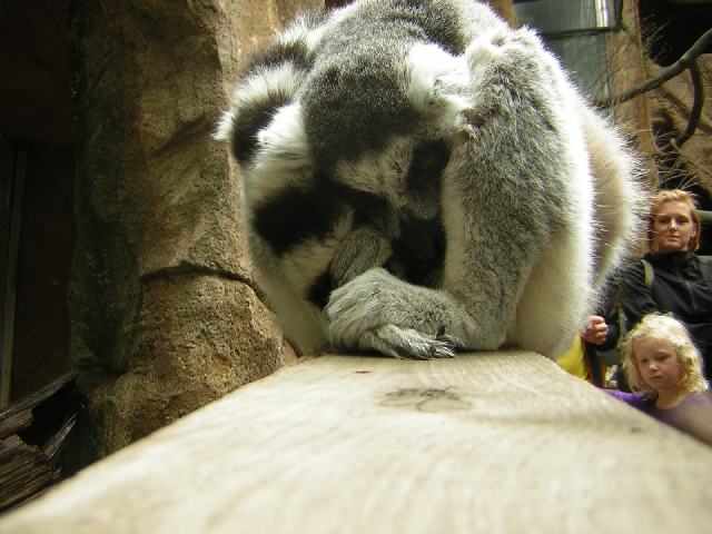 Stockholm - Lemur