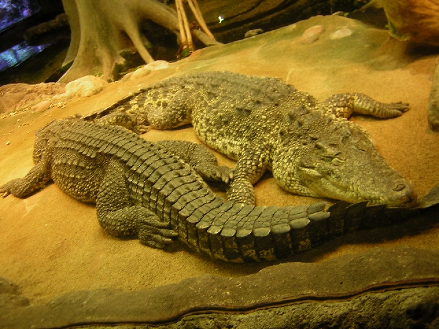 Stockholm - these beautiful creatures were in an open topped tank with a 2m glass wall, which had a warning on it, saying the could jump!