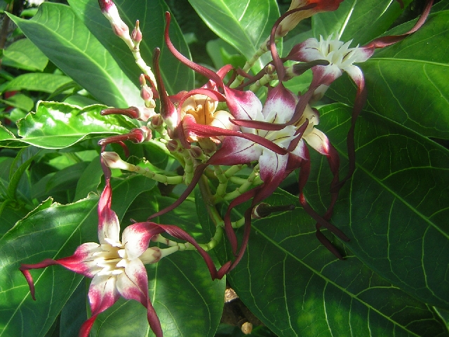 Copenhagen - botanical gardens