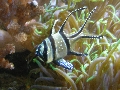 Stockholm - aquarium