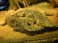 Stockholm - these beautiful creatures were in an open topped tank with a 2m glass wall, which had a warning on it, saying the could jump!
